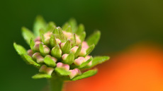 Wandelröschen (4).jpg